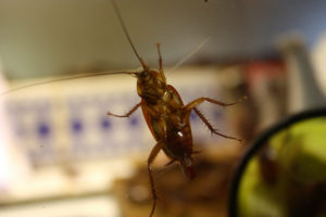 kakkerlakken verschenen in het appartement