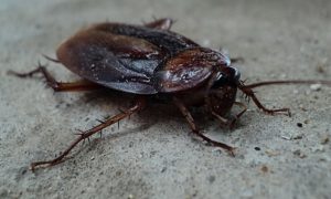 hur man kan bli av med kackerlackor i ett vandrarhem
