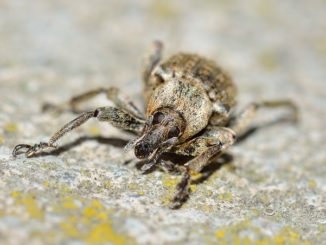 weevils in the apartment how to get rid