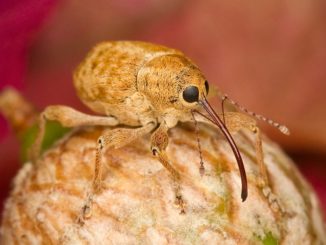 weevil in the grain how to fight