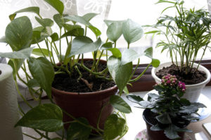 instrucțiuni de fitoverm pentru utilizarea plantelor de interior