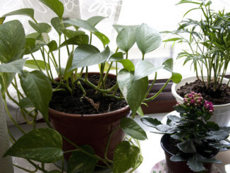 fitoverm návod k použití pro pokojové rostliny