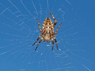 nhện chéo có độc hay không