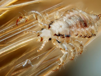 what lice look like on the head