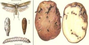 Moth and affected tubers
