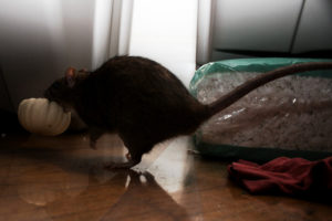 hoe je een rat op een zelfgemaakte manier kunt vangen