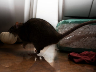 miten saada rotta kotitekoisella tavalla