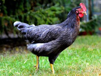 how to remove lice from chickens