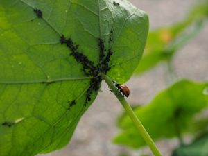 hur man hanterar bladlöss på gurkor i ett växthus