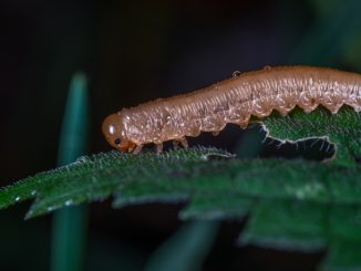 odorous woodweed caterpillar