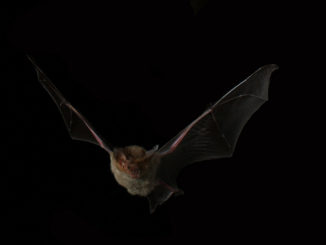 why a bat is dangerous for humans