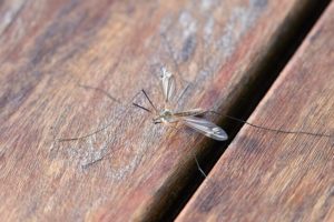 hoe zich te ontdoen van muggen in het huis