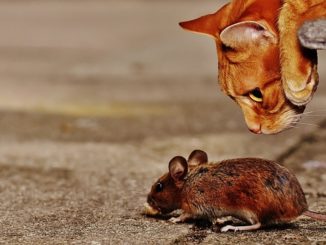 Làm thế nào để bắt một con chuột trong một căn hộ