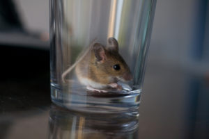 how to catch a mouse in a bottle