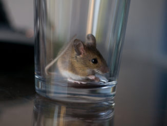hogyan lehet elkapni az egeret egy üvegben