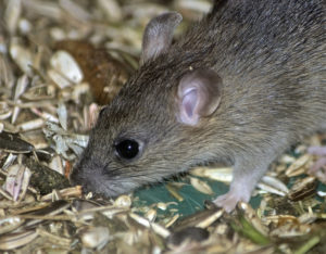 čo sa ľudových prostriedkov bojí myší
