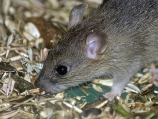 Was sind Volksheilmittel, die Angst vor Mäusen haben?