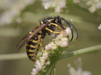 việc sử dụng ong bắp cày là gì