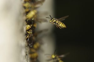 ong bắp cày như thế nào