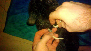 hoe werkt een vlooienband voor katten