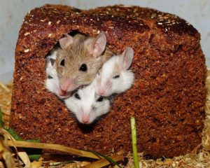jed pro myši doma