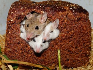 δηλητήριο για ποντίκια στο σπίτι