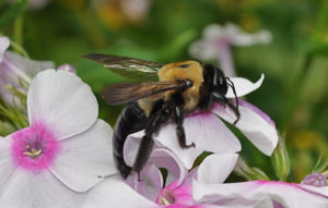 wat te doen met een bijensteek