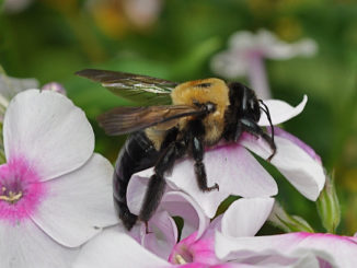 wat te doen met een bijensteek