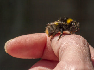 Điều gì giúp đỡ từ một con ong chích