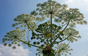 how to get rid of hogweed