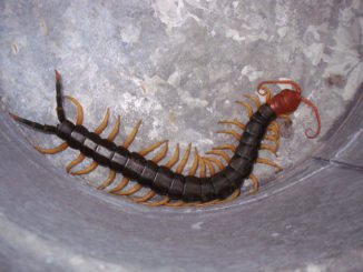 how to get rid of centipedes in a private house