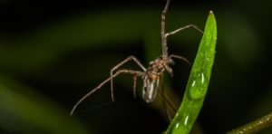araignée avec de longues pattes minces