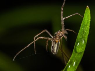 spin met lange dunne benen