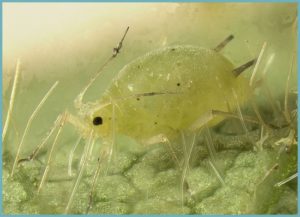 Aphid. Adult