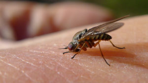serangga menggigit rawatan di rumah