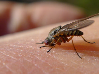 domáce ošetrenie hmyzím uhryznutím