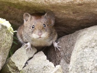 מאולטרסאונד עכברים לבית