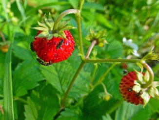 strawberry tick on strawberries how to deal