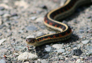 bagaimana menakutkan ular dari kampung musim panas