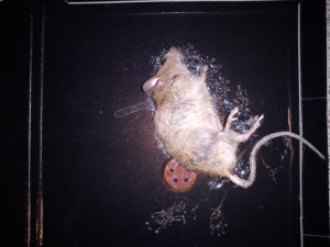 keo cho chuột