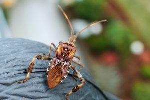 cómo manejar las picaduras de insectos