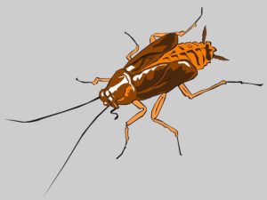 Cypermethrin fra anmeldelser af kakerlakker