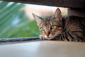 How to understand that a cat has scabies mites