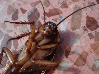 Proporzioni di acido borico e tuorlo dagli scarafaggi