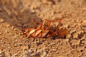 Waar zijn kakkerlakken het meest bang voor