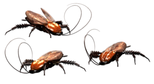 effectieve remedies voor kakkerlakken