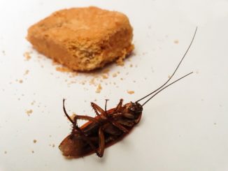 Recenzje karaluchów