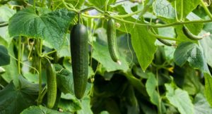 Folk remedies voor spintmijten op komkommers