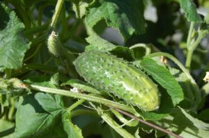 How to handle spider mites on cucumbers