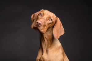 How are ear mites treated in dogs?